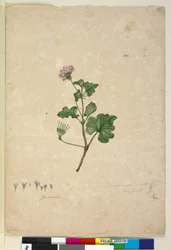 Strana 102. Pelargonium australe, asi 1803-06 (čb, pero, tuš a tužka)